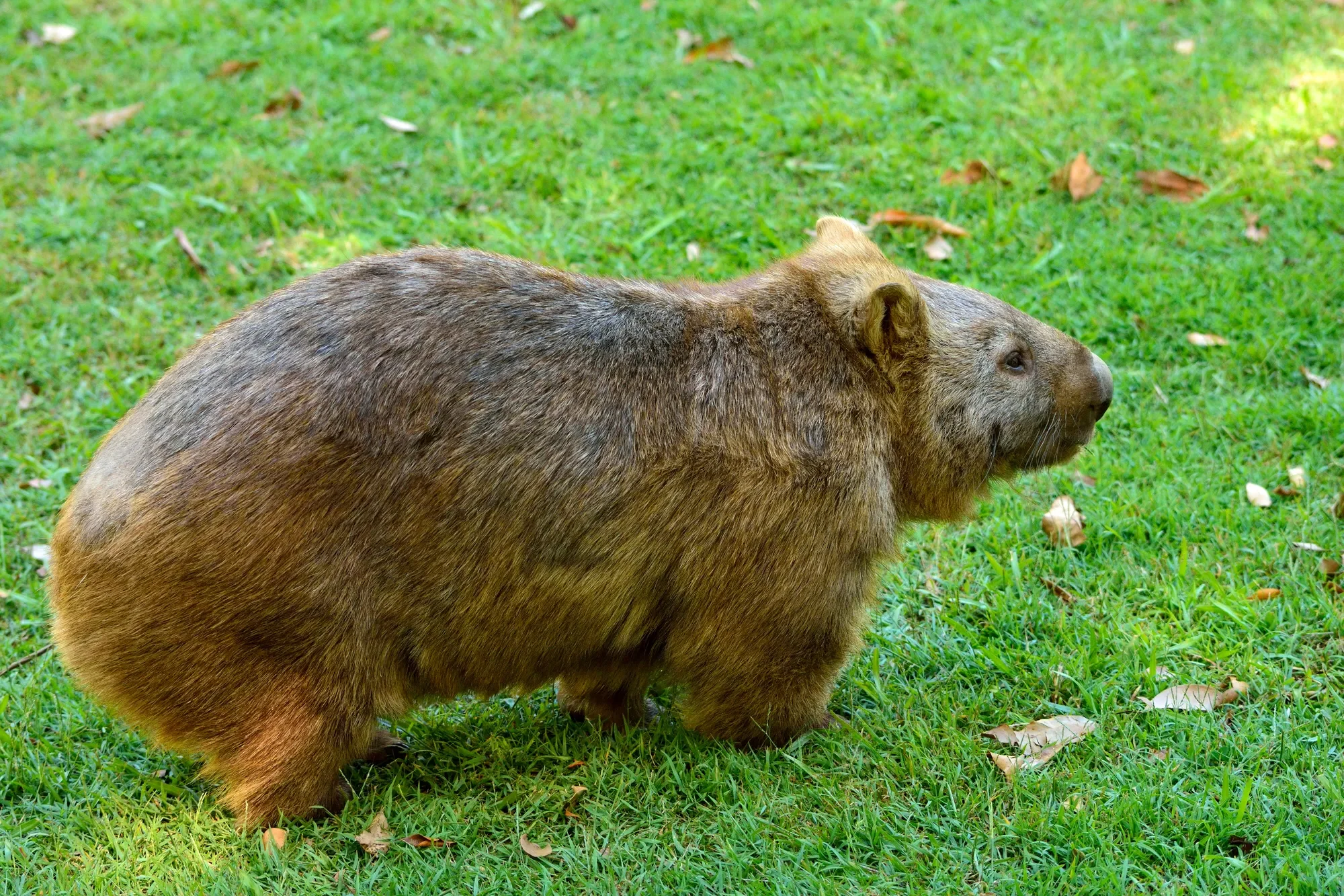 Fakta Wombat: Menggunakan Bokong untuk Bertahan, Kawin, dan Melawan Predator