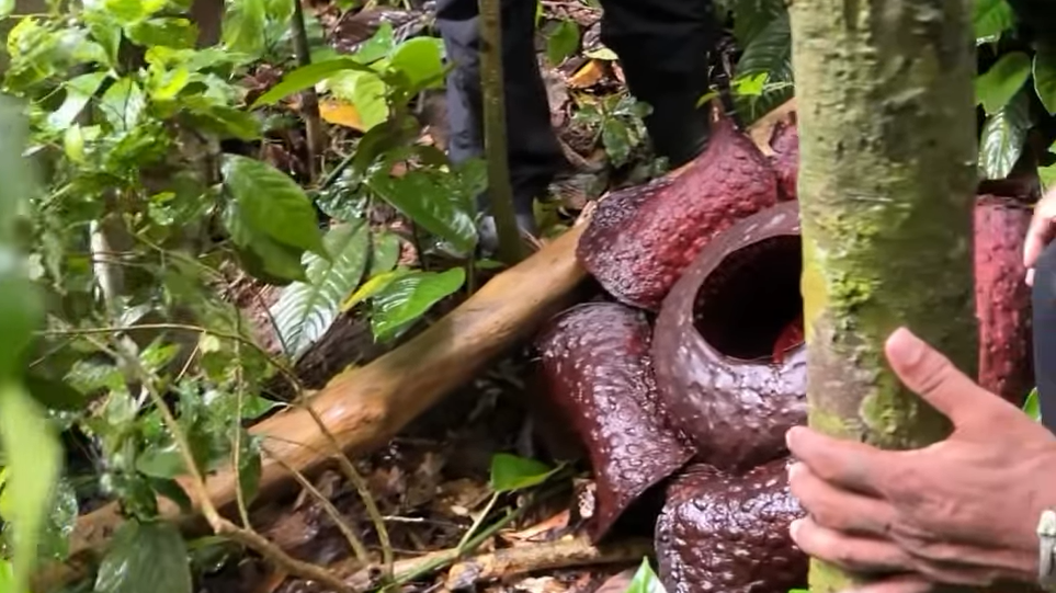 Tempuh 2 Jam Pendakian Ekstrem, Kepala BKSDA Kalbar 'Buru' Mekarnya Rafflesia Tuan-Mudae