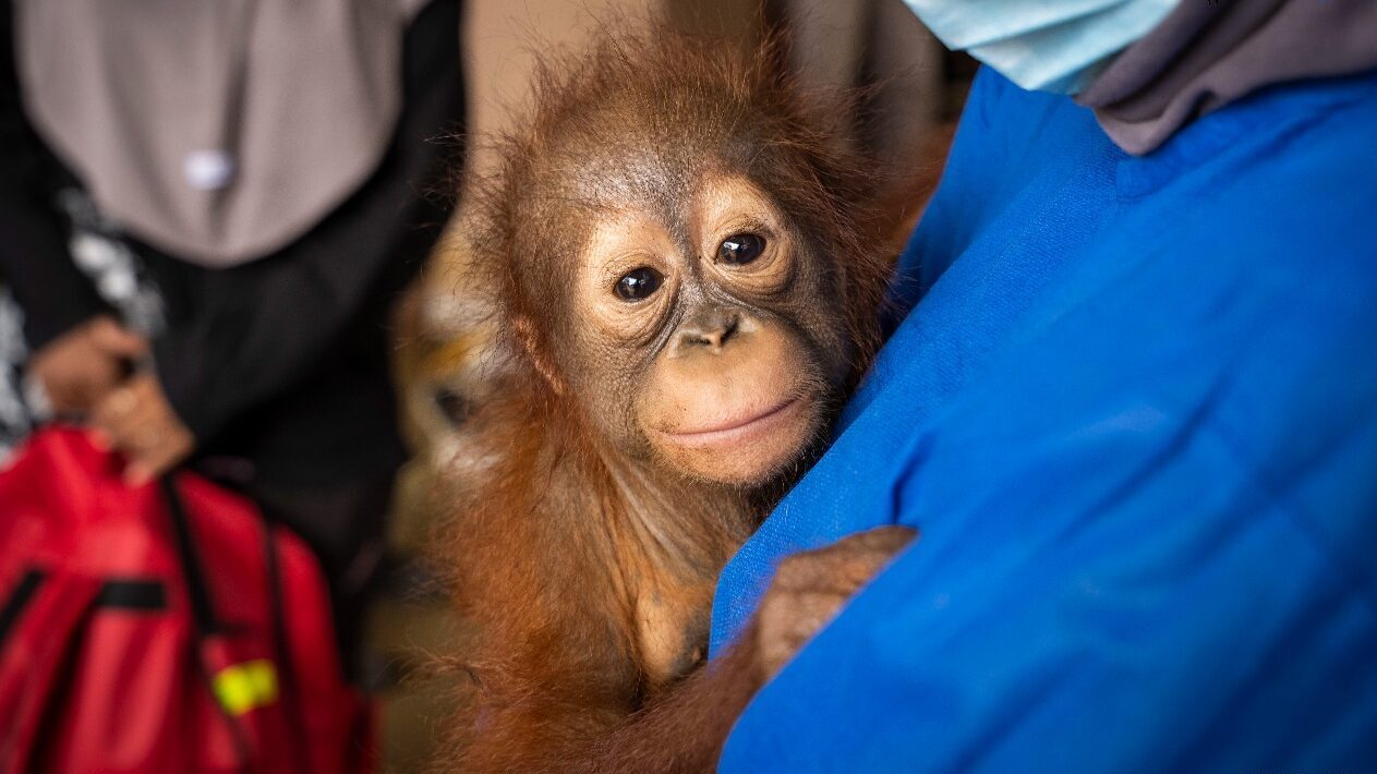Kisah Pilu Randy: Bayi Orangutan Malnutrisi yang Diselamatkan dari Lokasi PETI