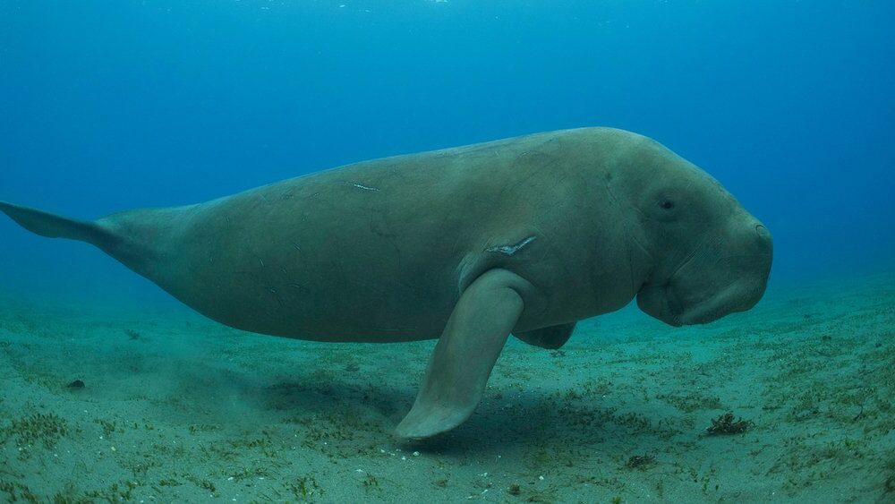 Cantik tapi Langka! Ini 5 Hewan Laut Unik yang Wajib Kita Jaga Keberadaannya