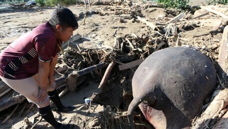 Tragis, Gajah Sumatera Mati Diterjang Banjir Bandang di Pidie Jaya, Tubuh Tertimbun Kayu