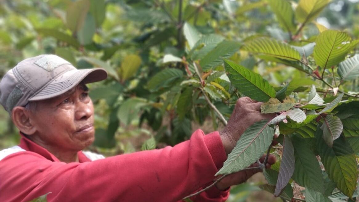 Digemari Pasar AS, Kratom Jadi "Emas Hijau" Penopang Ekonomi Warga Kapuas Hulu