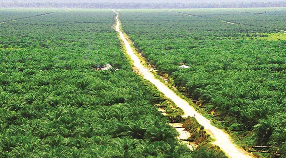 Serupa Tapi Tak Sama: 5 Alasan Ilmiah Mengapa Kebun Sawit Takkan Pernah Bisa Menggantikan Hutan Alam
