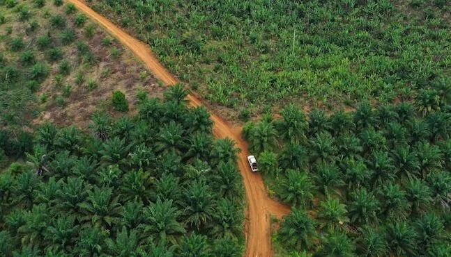 Kelapa Sawit Tidak Dapat Menggantikan Hutan: Dampak Deforestasi pada Daur Air dan Banjir Sumatera