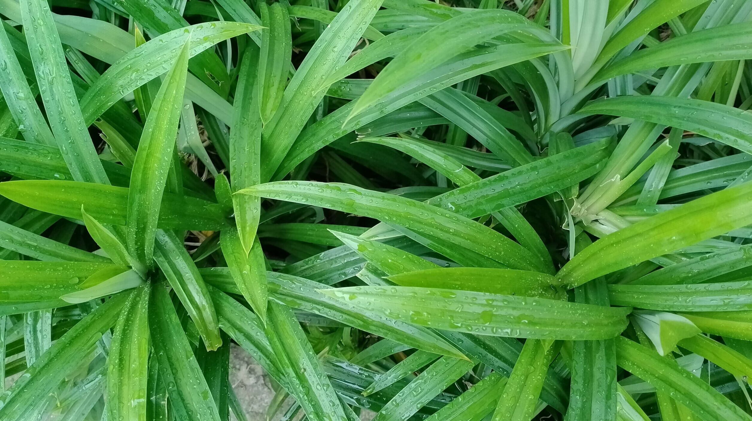 Hemat Biaya Dokter! Tanam 6 Herbal Ini di Halaman Rumah Anda Sekarang