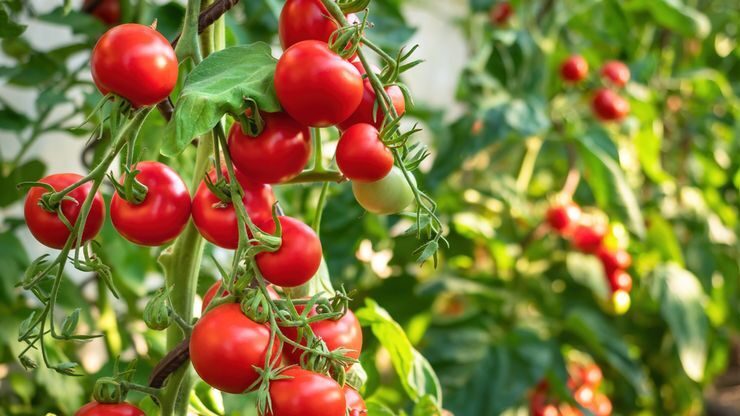 Si Merah Kaya Nutrisi, Ini 5 Manfaat Tomat untuk Kulit Glowing dan Jantung Sehat