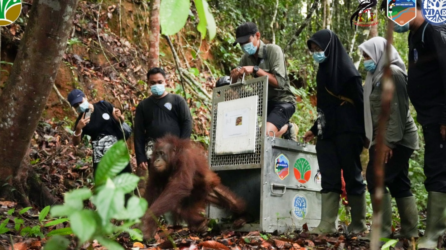 Lulus "Sekolah Hutan", Badul, Korwas, dan Asoka Akhirnya Pulang ke Rimba Bukit Baka Bukit Raya
