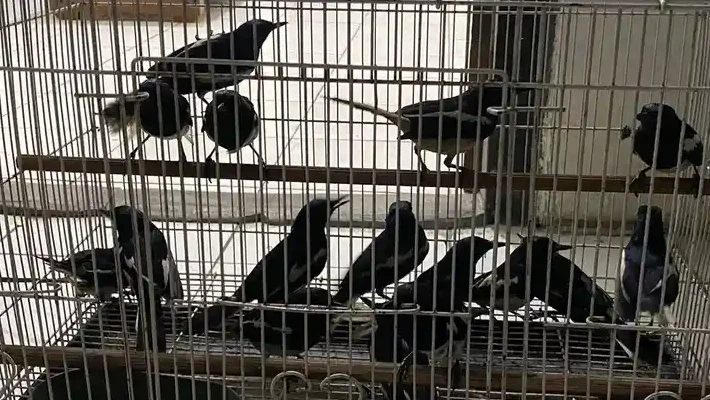 Gagalkan Penyelundupan, Karantina Kalimantan Barat Sita Ratusan Burung Ilegal di Pelabuhan Dwikora