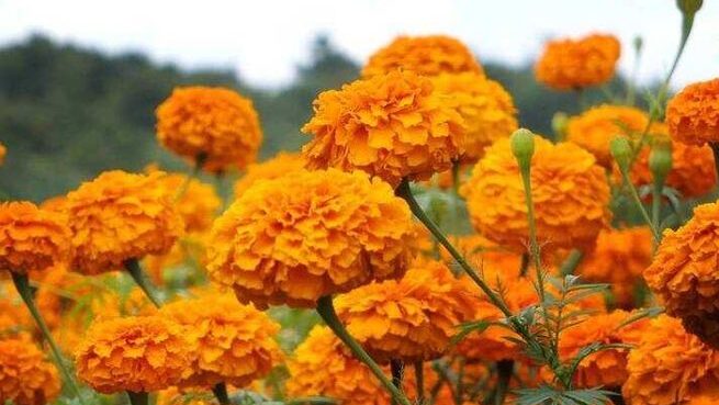 8 Tanaman Bunga Cantik yang Mudah Dirawat