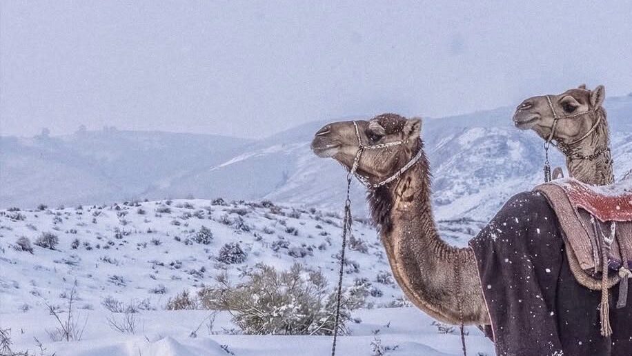 Fenomena Salju di Arab Saudi Selimuti Gurun Hail, Pakar Astronomi Berikan Penjelasan