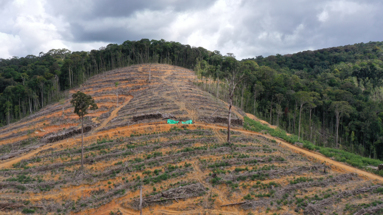 Darurat Hutan Borneo: Kaltim dan Kalbar Juara Deforestasi 2024, Ketapang Masuk 3 Besar Nasional