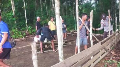 Berdalih Cari Dana Tahun Baru, Arena Sabung Ayam di Semitau Dibakar Polisi