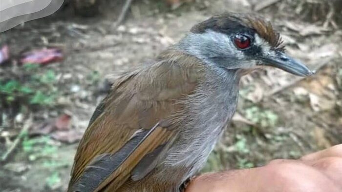 Sempat Dianggap Punah 172 Tahun, Burung Pelanduk Kalimantan Kembali Ditemukan di Tanah Bumbu