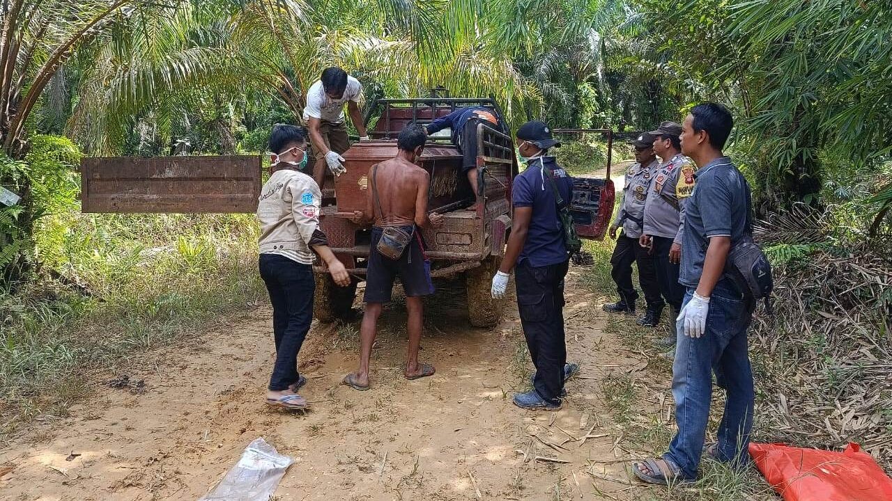 Cium Bau Menyengat, Pasutri di Sanggau Temukan Jenazah di Tengah Kebun Sawit