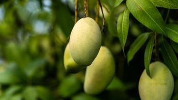 Lagi Bete? Gigit yang Asam! 5 Alasan Mangga Muda Ampuh Bikin Mood Happy Lagi
