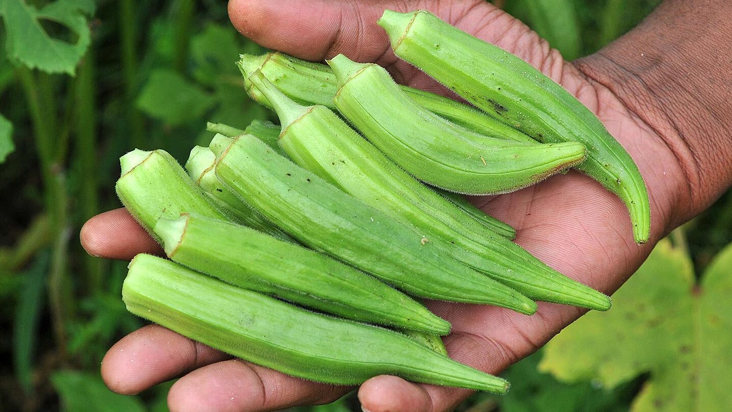 Sering Diabaikan Karena Berlendir, Ternyata Kacang Okra Punya 6 Manfaat Ajaib untuk Tubuh