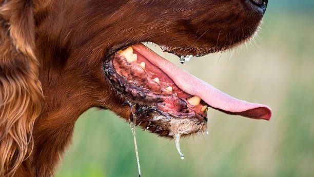 Diduga Rabies, Anjing Agresif Serang Dua Warga Sekayam hingga Luka-luka