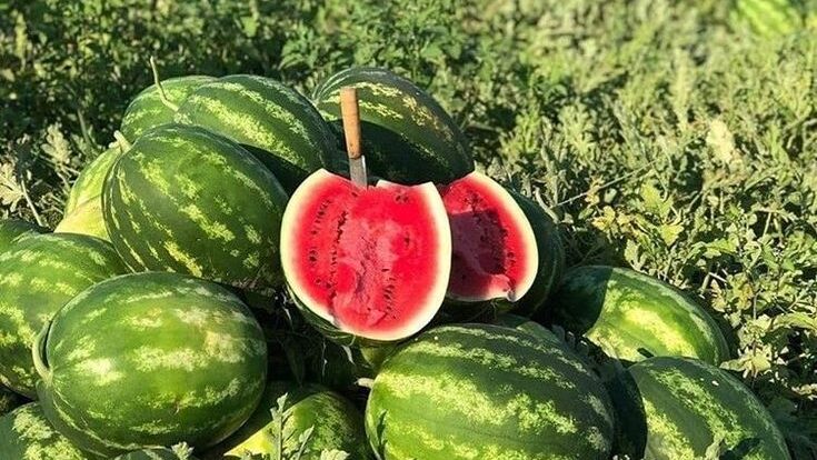 Jenis Buah Pencegah Dehidrasi Selama Puasa Ramadan