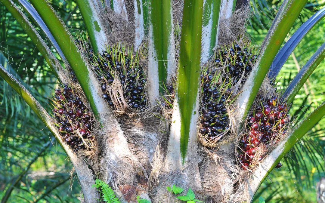 Kenali Empat Jenis Hama Utama Kelapa Sawit dan Langkah Pengendaliannya