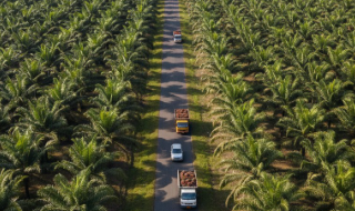 Pola Lahan Harus Clear and Clean, Pemprov Kalbar Tekankan Legalitas dan Peremajaan Kebun Sawit