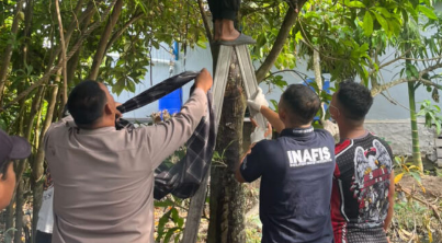 Olah TKP Penemuan Mayat di Pohon Mangga Mempawah, Polisi Tak Temukan Kekerasan
