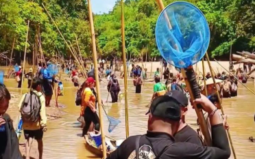 Panen Ribuan Ikan di Musim Kemarau, Warga Desa Jungkal Gelar Nuba Adat