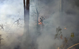 BPBD Catat 25 Karhutla Terjadi di Sanggau hingga Agustus, Luas Terbakar 22,5 Hektare