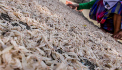 Potensi Udang Rebon Singkawang dan Peluang Ekonomi Warga