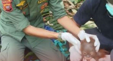Kemarau Panjang Picu Orangutan Masuk Kebun Warga di Ketapang