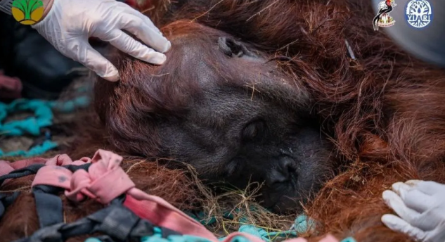 Ancaman Hipoksia Satwa Liar akibat Kebakaran Hutan di Kabupaten Ketapang
