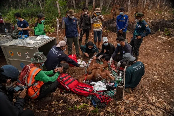 Enam Orang Utan Terjebak di Kebun Warga Kayong Utara, Diselamatkan Tim Gabungan