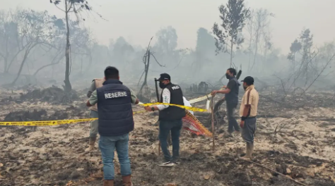 75 Hektare Lahan HGU PT Pinang Witmas Abadi Terbakar Kebun Sawit Dan Hutan Bawas Hangus
