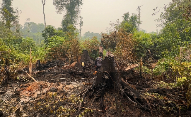 Dipicu Pembakaran Tumpukan Kayu, Lahan Satu Hektare di Toba Sanggau Hangus Terbakar