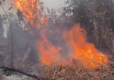 Video Anggota DPRD Mempawah Bakar Sisa Lahan Kebun Sawit Beredar, Polisi Mulai Cek Lokasi