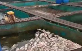Kemarau Panjang Ubah Kondisi Air Sungai Kapuas, Pembudidaya Keramba Diminta Waspada