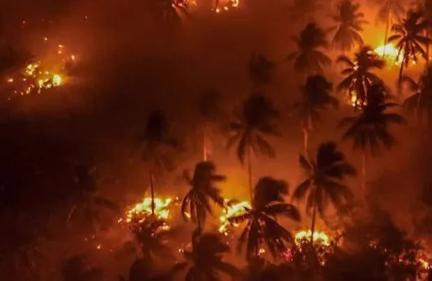 Kementerian Lingkungan Hidup Segel 57 Perusahaan Penyebab Kebakaran Hutan