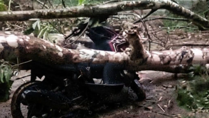 Hujan Deras, Dua Motor Tertimpa Pohon Tumbang di Bukit Van Dering Bengkayang