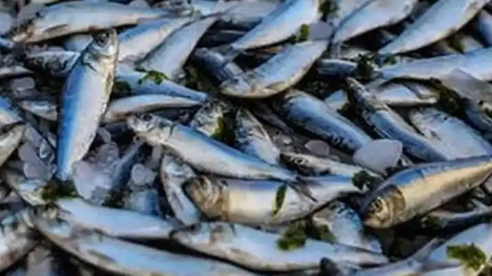 Perpres Nomor 74 Tahun 2026 Resmi Terbit, KKP Kawal Ketat Pasokan Ikan Nasional dari Hulu ke Hilir