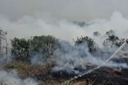Pemerintah Diminta Pertimbangkan Bantuan Negara Tetangga untuk Atasi Kebakaran Hutan